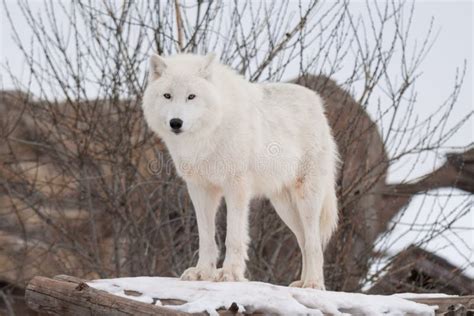 Lobo De Alaska Salvaje De La Tundra Arctos Del Lupus De Canis Lobo