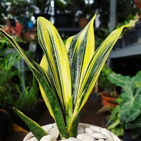 Stunning Variegated Snake Plants