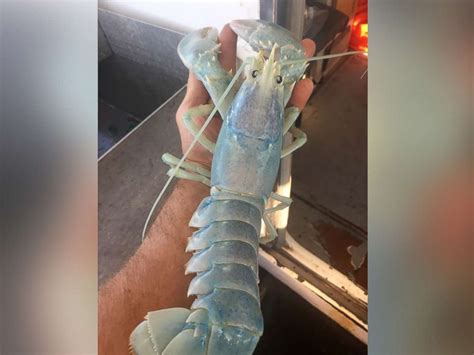 Rare white 'translucent' lobster caught by Maine fisherman - ABC News