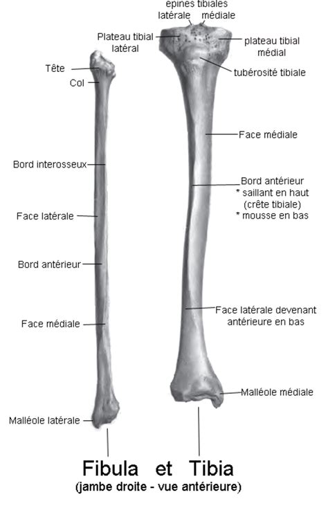 Tibia Os D Finition Et Explications