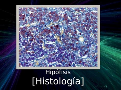 PPTX HIPOFISIS HISTOLOGÍA DOKUMEN TIPS