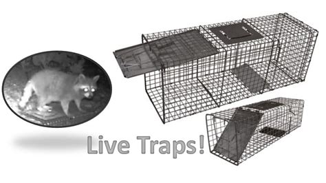 Live Trapping For Food Youtube