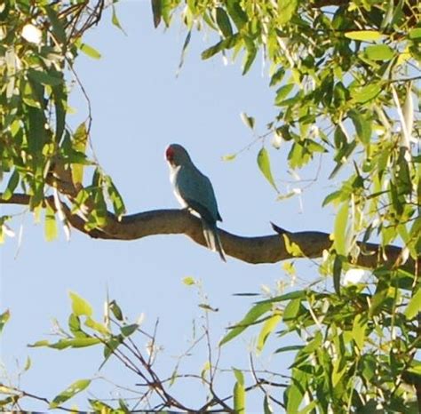 Blue Parrot | BIRDS in BACKYARDS