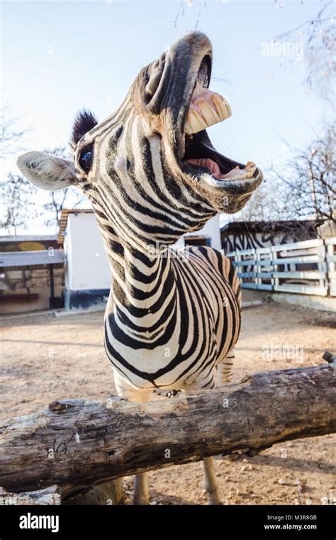 Porträt Einer Lustig Lachen Zebra Mit Offenem Mund Erreichen Der Viewer