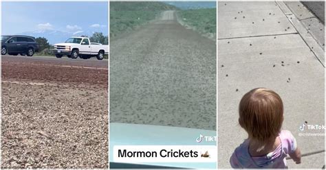 What Are Mormon Crickets? Why Are There so Many? Details Here