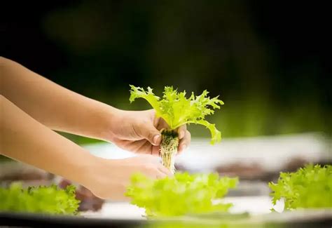 Berkebun Tanpa Tanah Cara Mudah Memulai Hidroponik Di Rumah Yayasan