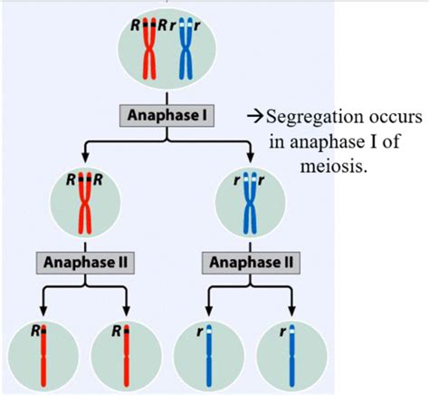 Genetics Chapter Mendelian Analysis Flashcards Quizlet