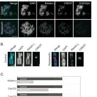 Aurora B Regulates Centromeric Enrichment Of Condensin I A Mitotic