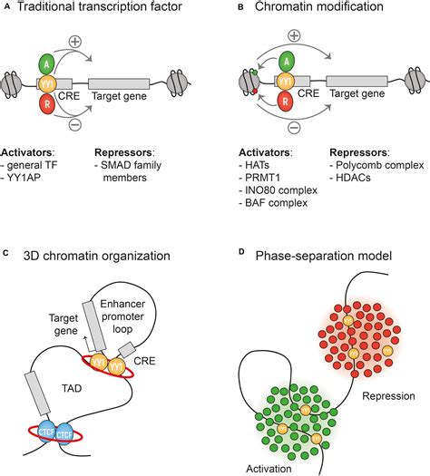 Frontiers The Why Of Yy Mechanisms Of Transcriptional Regulation By