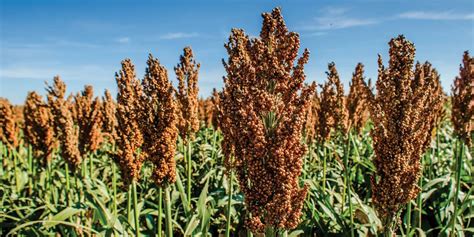 Estadísticas mundiales de producción de sorgo