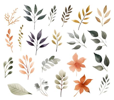 Premium Vector Watercolor Botanical Illustrations Set