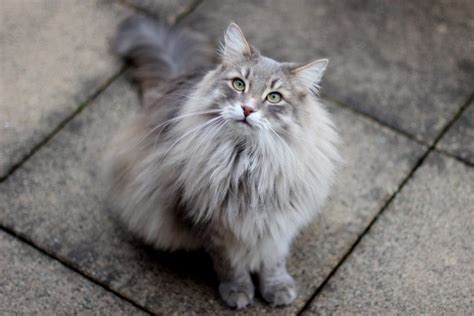 Siberian Cat Personality and Behavior - PetTime