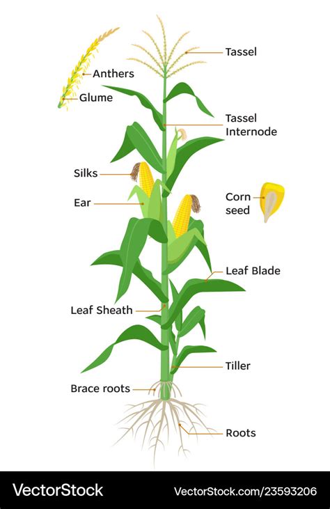 Maize Plant Diagram Infographic Elements Vector Image