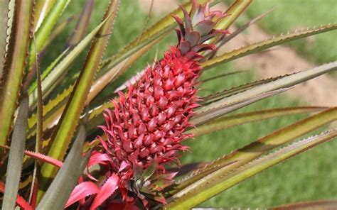 Red Pineapple