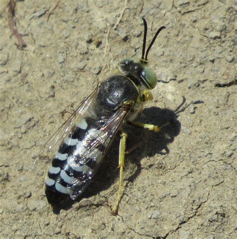 Sand Wasp A Sand Wasp Bembix Sp That Paused After Circl Flickr