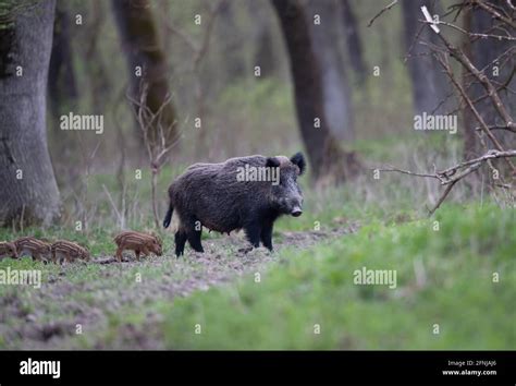 Jabalí sus scrofa ferus con lechones caminando en el bosque Vida