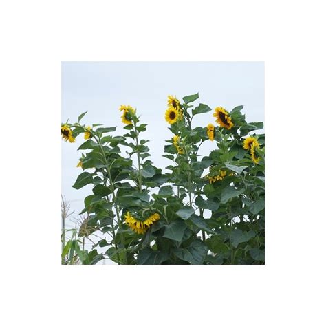 Top 99 Imagen Planta De Girasol Gigante Abzlocal Mx