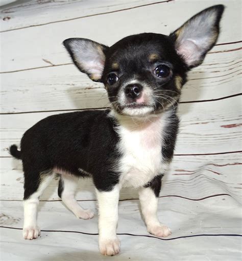 Pet Shop – Abilene, KS – Paws-N-Claws- Family Owned