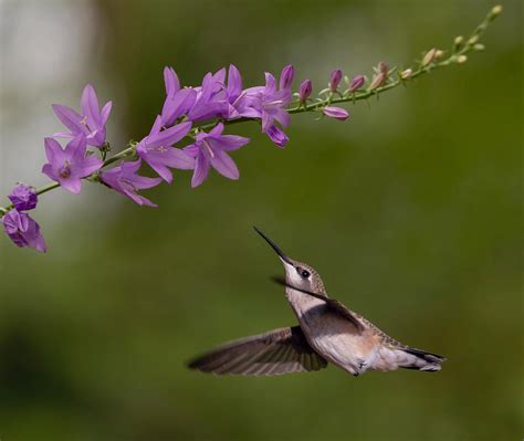 Flying Hummingbird And Purple Flower Digital Art By Pamela Weston