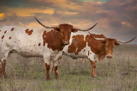 Texas Showdown Chi Esce Vittorioso In Una Battaglia Tra Longhorn E