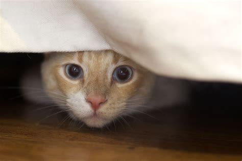 Cat Hiding Under The Sofa Mark Rogers Photography Cat Hiding