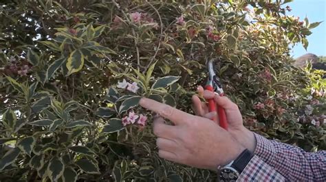 The Best Time To Prune Your Weigela Plant And How To Do It Like A Pro