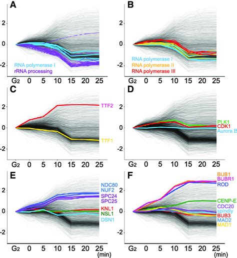 Behavior Of Selected Proteins During Mitotic Entry A F Profile Plots