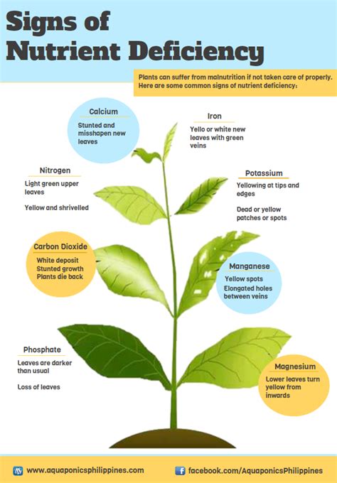 Nutrient deficiencies | Edible garden, Plants, Plant nutrients