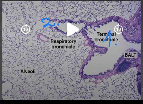 Fiszki Histologia Uk Ad Oddechowy Quizlet