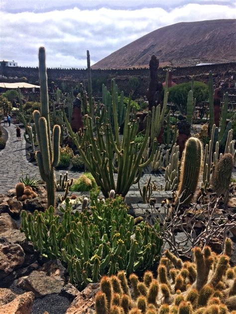 Lanzarote Jardin De Cactus Czyli Kaktusowy Ogr D Na Wyspach