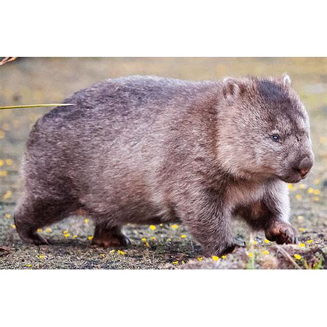 Вомбатовые (Vombatidae) | LifeCatalog