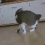 cat chasing tail domestic cats gif | WiffleGif