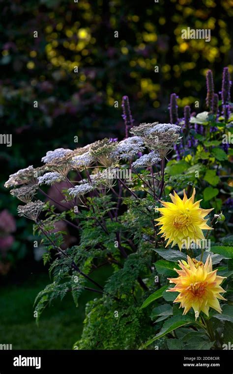 Semi Cactus Dahlia Hi Res Stock Photography And Images Alamy