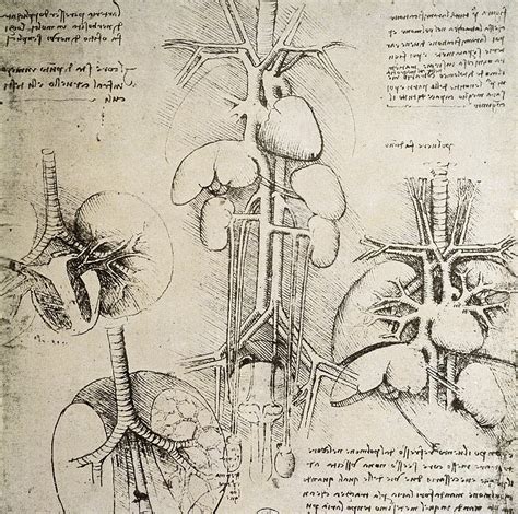 Leonardo Da Vinci Anatomy Drawings