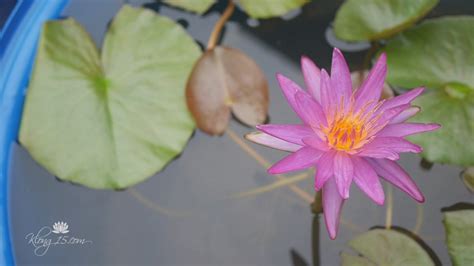 Nymphaea Kyle Driz HxT ISG Water Lily Thailand Klong15 YouTube