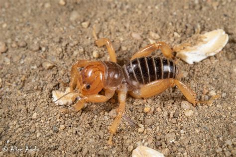 Jerusalem Cricket Ammopelmatus Sp Nymph Santa Rosa Su Flickr