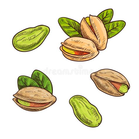 Pistachios Isolated Vector Icon Stock Vector Illustration Of