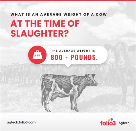 How Much Does A Cow Weigh Beef Calf And Dairy