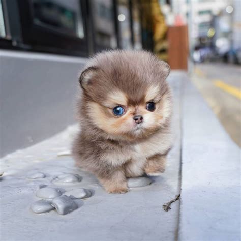 Alice - Female Mini Pomeranian | Mini Teacup Puppies