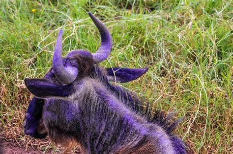Cannundrums Western White Bearded Wildebeest