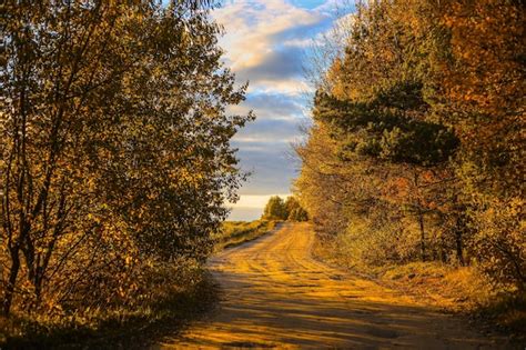 Premium Photo | Forest road with trees in autumn at sunrise or sunset