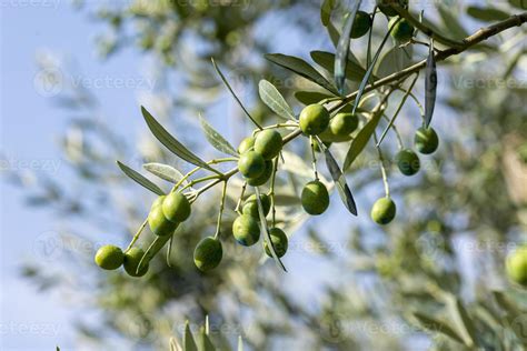 olive fruit on the tree 2679607 Stock Photo at Vecteezy