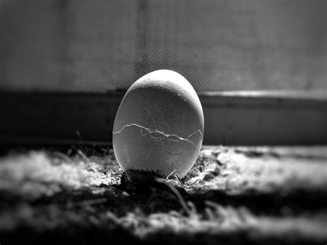 50+ Free Cracked Egg & Egg Images - Pixabay