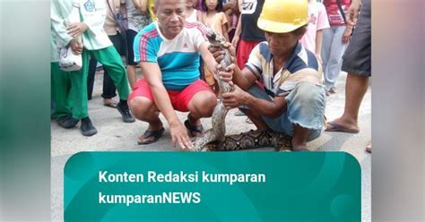 Sanca Batik Sepanjang 4 Meter Hebohkan Warga Gang Sandratex Ciputat