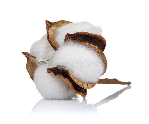 Cotton Boll Isolated on White Background Stock Image - Image of ...