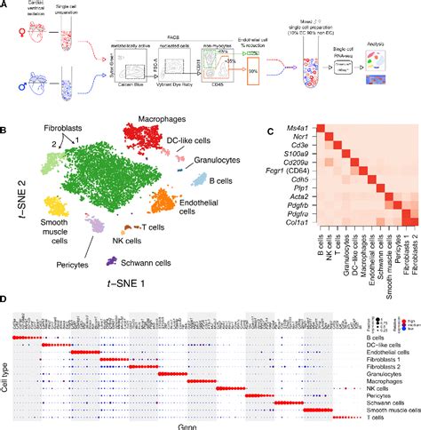 Pdf Single Cell Transcriptional Profiling Reveals Cellular Diversity