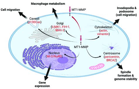 Mt Mmp A Membrane Bound Protease Is Also Found In Various