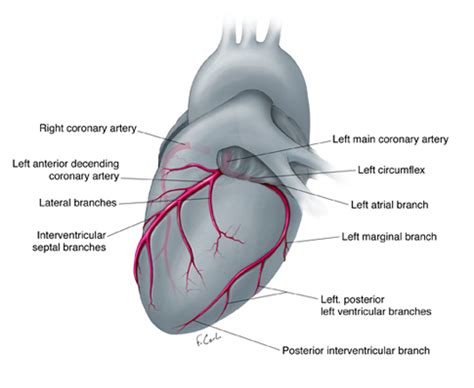 Illustrated Guide to Anomalous Coronary Activity: An Interactive 3D ...