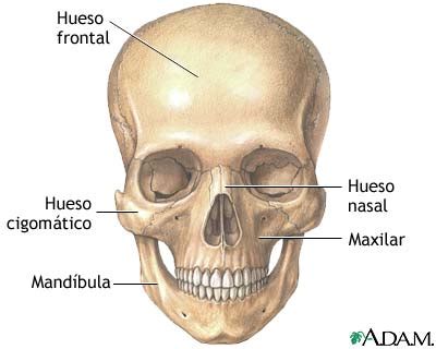 Anatomia Humana Huesos Del Craneo Kulturaupice The Best Porn Website