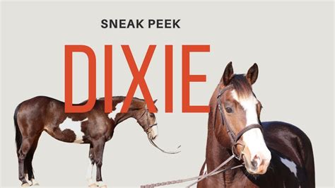 Dixie Sneak Peek Paint Mare YouTube